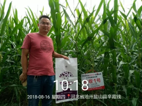 唯釋控釋肥--中國(guó)密植玉米一次性施肥領(lǐng)導(dǎo)者！