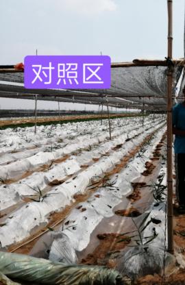 走訪安丘姜農(nóng)，見證唯釋?控釋肥的效果奇跡！