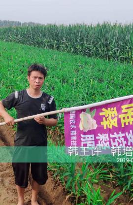 大姜用唯釋?，豐收又高產(chǎn)！