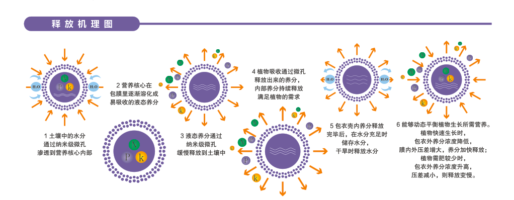 釋放機(jī)理圖.png