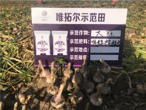 “唯釋”控釋肥輕松帶動(dòng)蒜農(nóng)增產(chǎn)增收