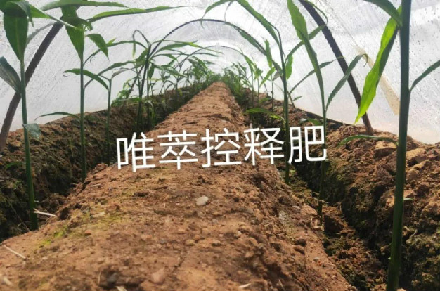 唯萃，一款能真正聽懂作物的控釋肥，全面解決作物生長所需的多種營養(yǎng)