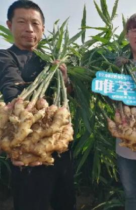 唯萃控釋肥助力山東姜農(nóng)，大姜喜獲豐收