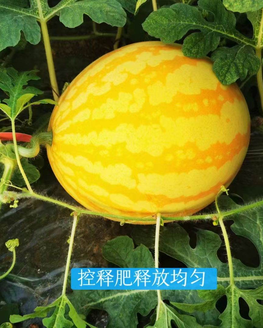 西瓜.png